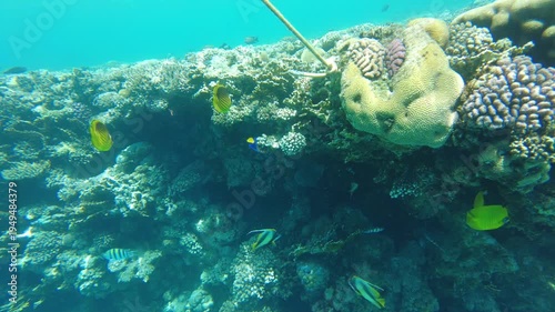Brightly colored fish gracefully navigate around intricate coral formations in warm tropical waters. This vibrant marine ecosystem showcases stunning biodiversity and beauty below the surface.