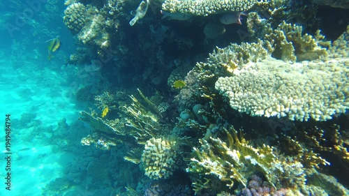 Explore stunning underwater scenery filled with vibrant coral formations and various fish species in a tropical location, showcasing the beauty of marine ecosystems.