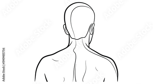 Scientific medical illustration shows a posterior view of the human head and neck area to highlight skeletal and muscular structure.