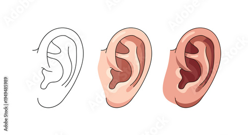 Educational illustration shows three stages of drawing a human ear starting from a basic outline to a fully shaded realistic version.