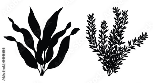 Black silhouette of two different types of aquatic plants against white