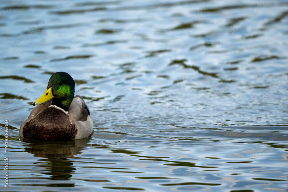 Obraz premium duck on the water