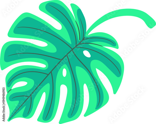 Monstera Leaf With Veins Botanical