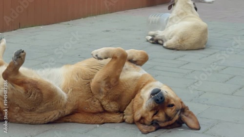 A stray dog rolling on its back and playing on a city sidewalk. Natural playful behavior of a street dog in an urban outdoor environment.