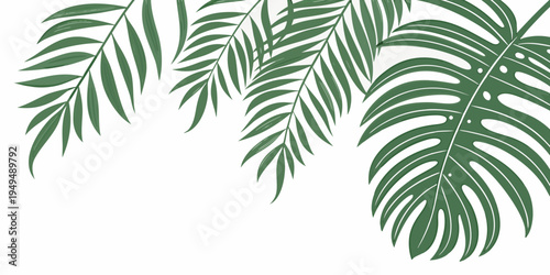 Green tropical palm and monstera leaves, vector