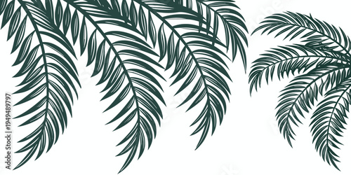 Tropical dark green palm leaves and fronds, vector