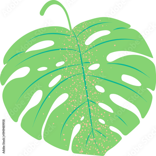 Monstera Leaf With Texture Botanic