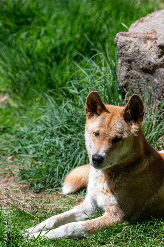 Ταπετσαρία Close up of a dingo (canis lupus dingo) relaxing on the ground