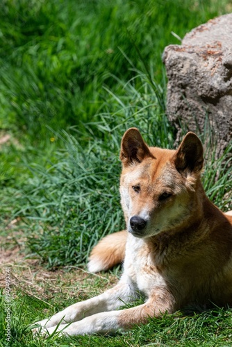 Close up of a dingo (canis lupus dingo) relaxing on the ground