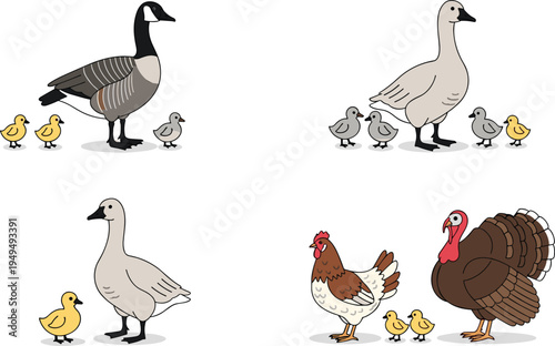 Farm bird family cartoon set. Goose, turkey and hen with baby chicks and ducklings. Cute poultry animal illustration collection for agriculture and nursery design.