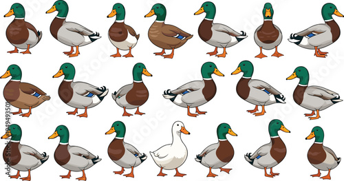 Mallard duck collection vector illustration. Male and female wild ducks in different poses isolated bird wildlife set.