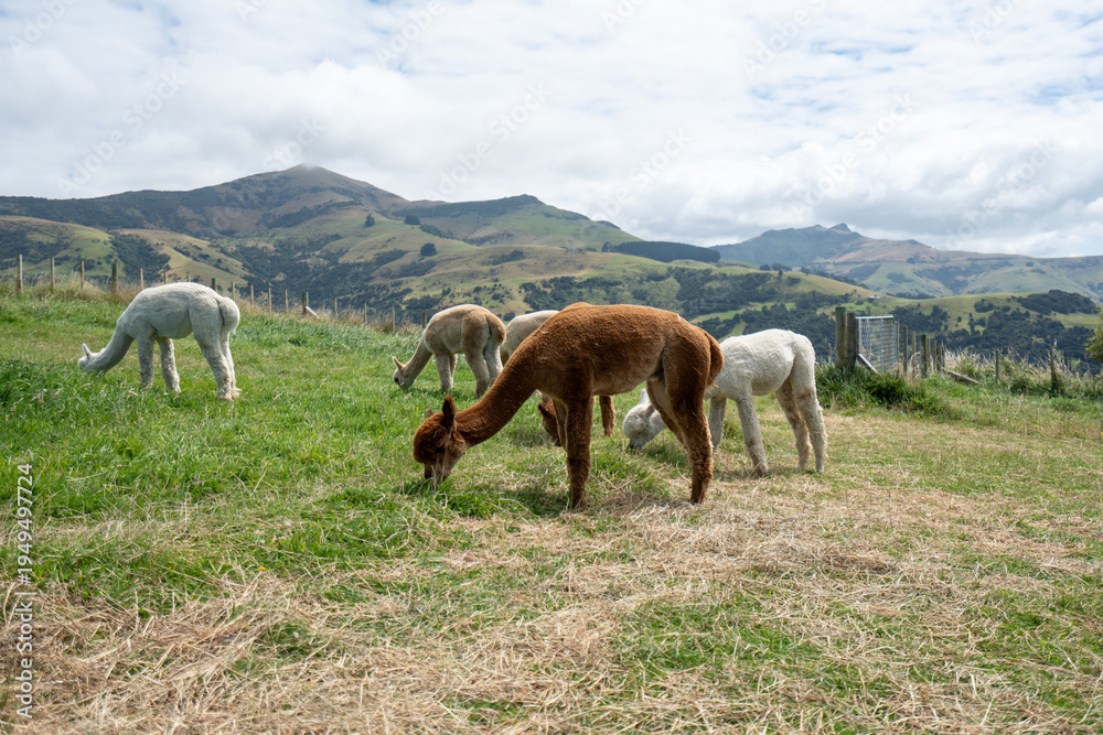 Naklejka premium Alpacas on mountainside in New Zealand on the south island
