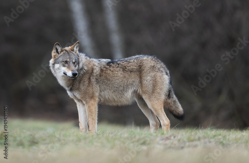 Grey wolf ( Canis lupus ) close up