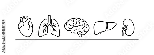 Human body organ health awareness supporting preventive healthcare and better understanding of internal biological systems, heart, lungs, brain, liver, and kidney, attentive care