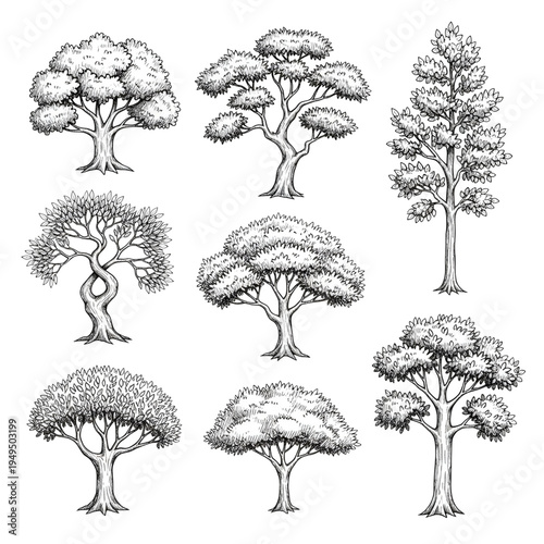 Detailed Foliage and Evergreen Tree Sketches, Hand Drawn Botanical Illustrations with Texture and Depth, Realistic Nature Element Vector Set