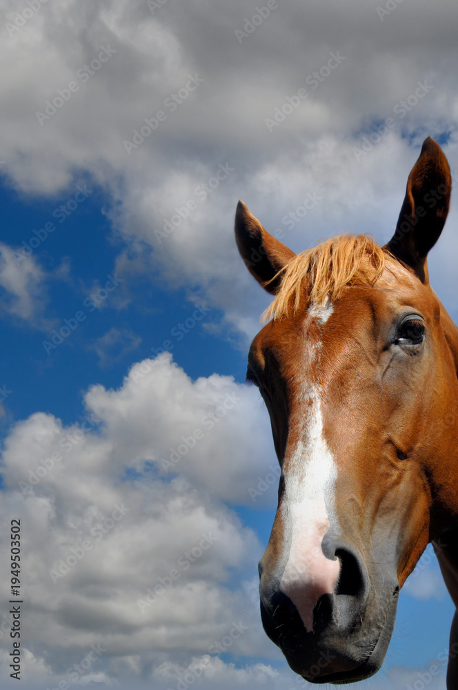 Obraz premium Curious Horse Close up