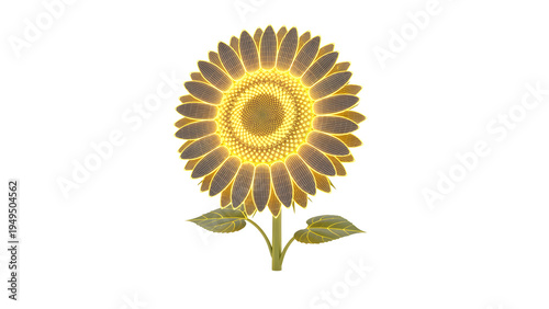 Vibrant yellow and brown sunflower isolated on transparent background