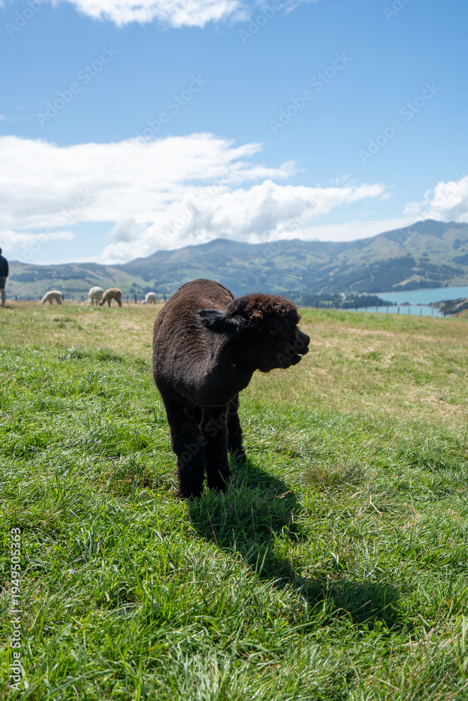 Fototapeta premium Alpacas on mountainside in New Zealand on the south island
