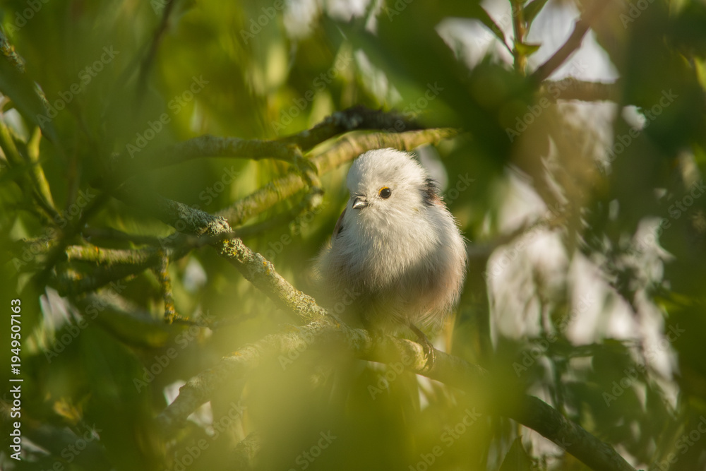 Obraz premium The long-tailed tit, Aegithalos caudatus looking curiously from between the leaves and branches