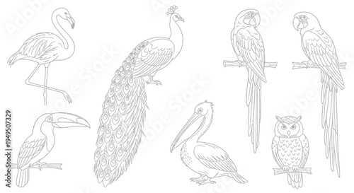 Collection of Various Bird Sketches Featuring Flamingo, Parrot, Peacock and Owl.