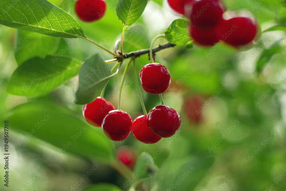 Fototapeta premium Red ripe cherries against a blurred background of bright green foliage in a garden. Close-up of juicy cherries on a cherry tree branch.