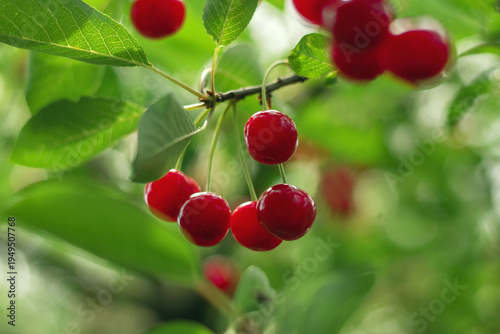 Red ripe cherries against a blurred background of bright green foliage in a garden. Close-up of juicy cherries on a cherry tree branch.