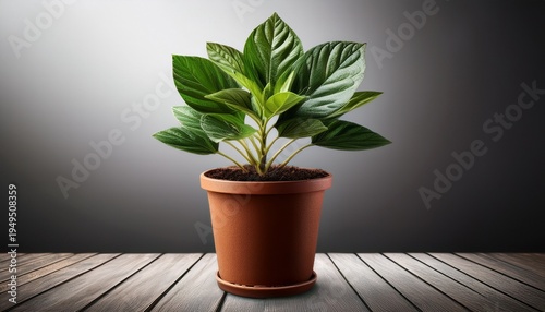 Plant In Pot