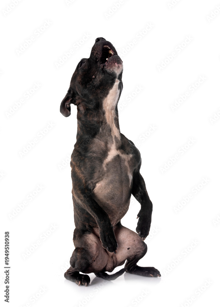 Obraz premium staffordshire bull terrier