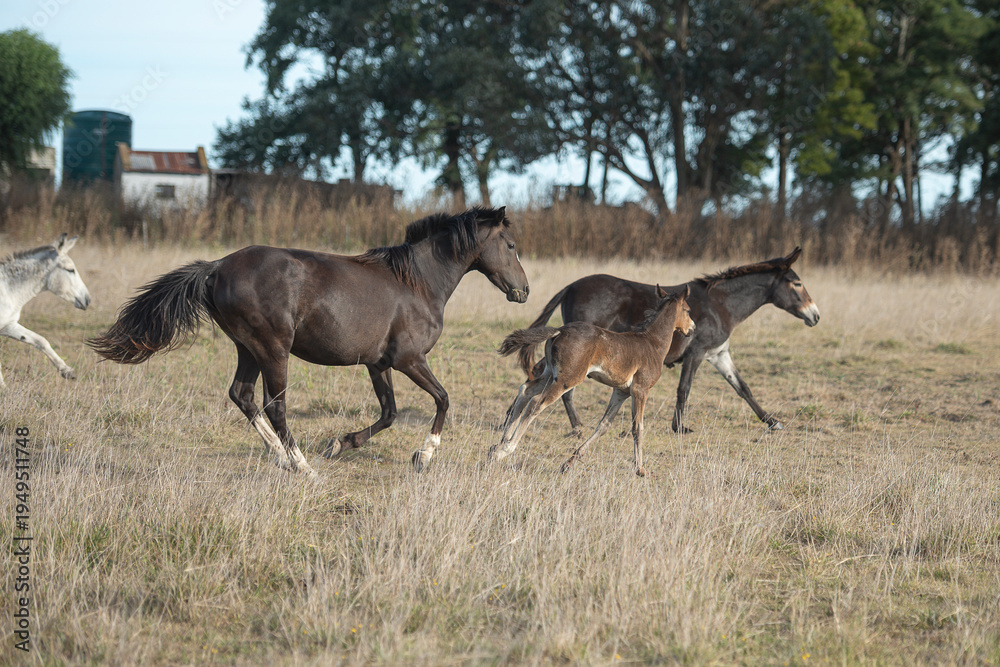 Fototapeta premium familia de caballso corriendo