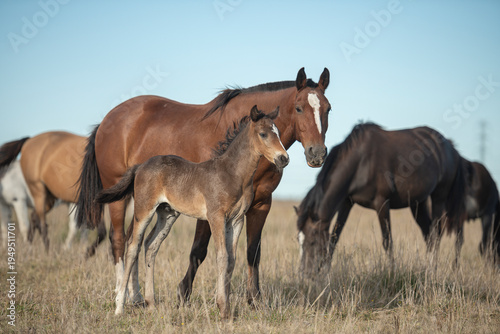 Wallpaper Mural Potrillo joven con su madre en campo natural Torontodigital.ca