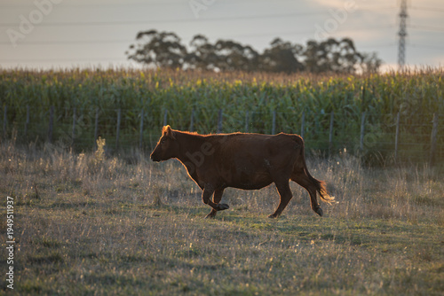 ternero en el campo corriendo al atardecer