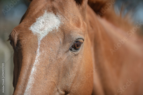 Caballo plano corto