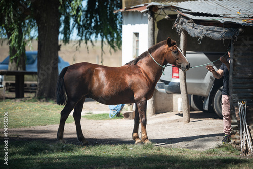 caballo atado en un poste 

