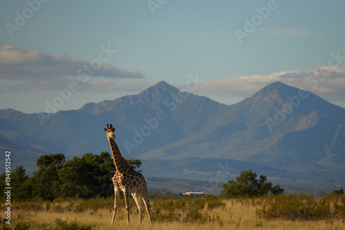 Canvas Print Giraffe standing in grassland with mountains, Gondwana Game Reserve, South Afric