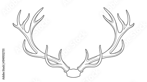 Detailed Line Art Illustration of Majestic Deer Antlers.