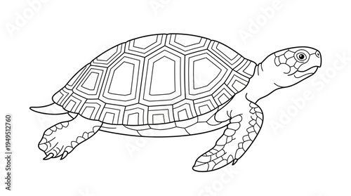 Detailed Line Art of a Sea Turtle for Coloring.
