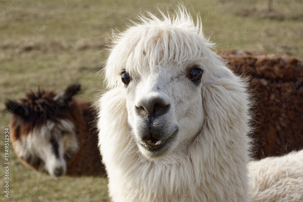 Fototapeta premium Close up Portrait of White Alpaca Head. Detailed close-up portrait of an adorable white alpaca on a foggy Bavarian farm pasture looking forward with big dark eyes and soft fluffy fleece.
