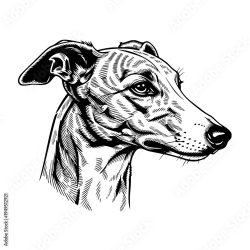 A detailed line art portrait of a sleek, graceful Greyhound, its intelligent eyes and streamlined physique elegantly rendered, capturing the essence of elegance and speed.