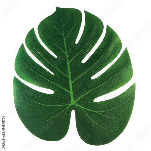 leaf isolated on white background