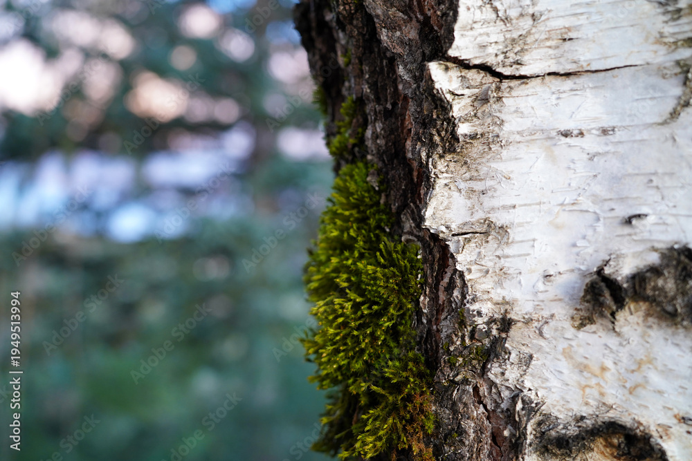 Fototapeta premium Close-up of white birch tree bark with green moss and blurred forest background bokeh