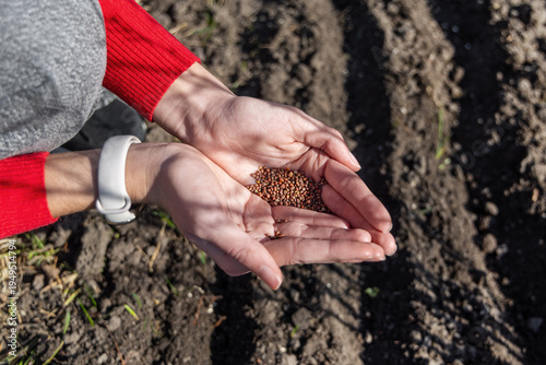 Hands holding seeds above garden furrows. Close-up of hands holding small seeds over prepared soil rows, showing spring sowing, home gardening, and careful crop planting outdoors.