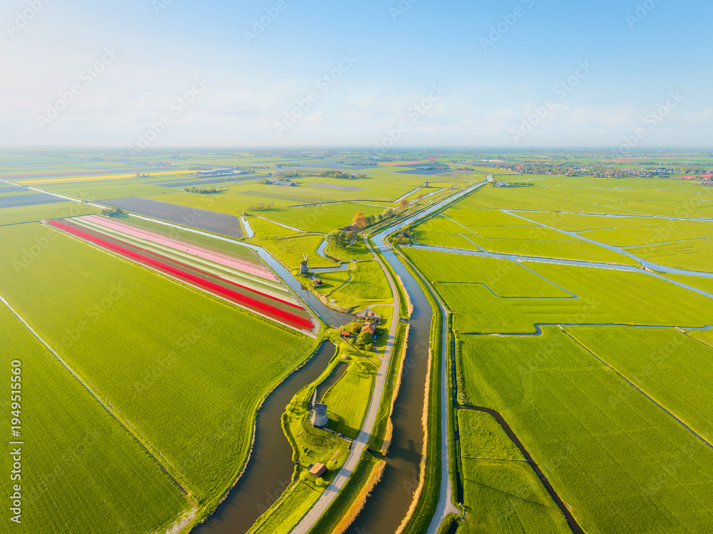 Fototapeta premium Aerial view of vibrant tulip fields in the Netherlands at sunrise. Natural landscape. Traditional Dutch windmill stands by a calm canal. Symmetrical rows on the field.