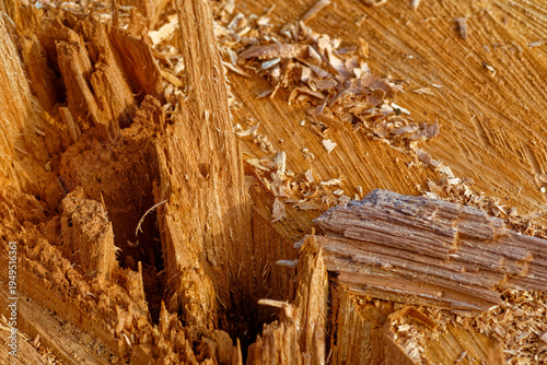 Macro View of Split Wood Texture and Fibers. High-resolution macro shot of freshly split wooden log showing organic fibers, natural grain, and raw timber texture.