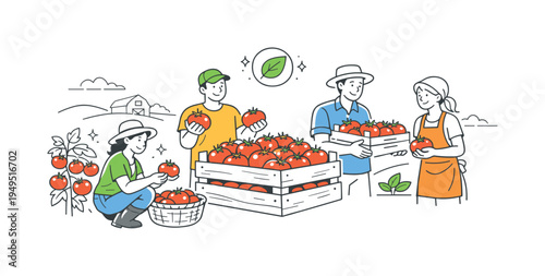 A fresh produce farming scene where agricultural workers gather ripe tomatoes and prepare them for distribution and healthy meals, expressed through a simple visual metaphor of
