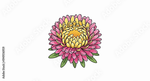 Vibrant Pink and Yellow Aster Flower Illustration.