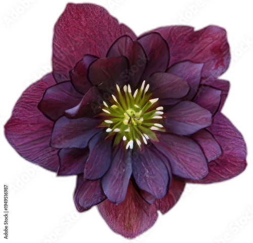 pink dahlia isolated on white