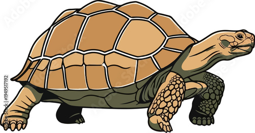 Detailed illustration of a desert tortoise walking slowly.