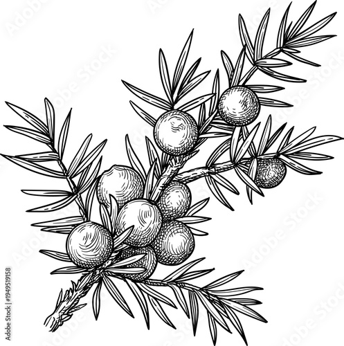 Juniper branch with berries and needles. Isolated ink sketch. Hand-drawn vintage engraving illustration.