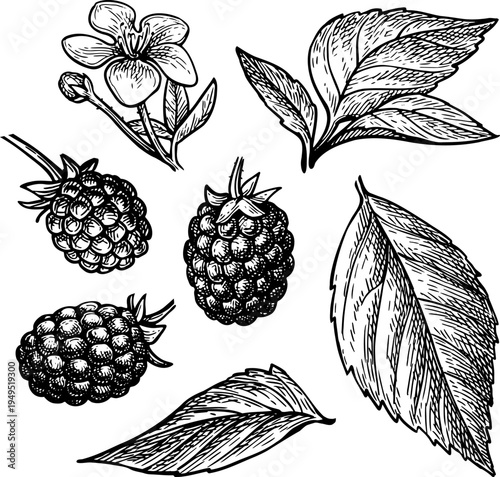 Blackberry set. Berries, leaves and flower. Isolated ink sketch. Hand-drawn vintage engraving illustration.