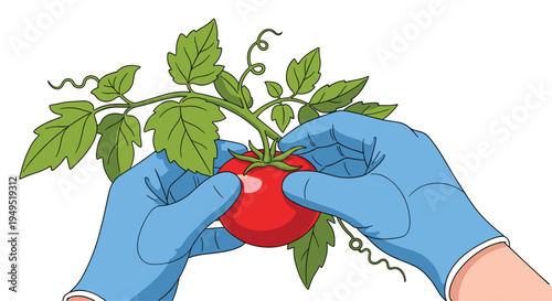 Two hands in blue gloves gently hold a red tomato still on its green vine against a clean white background.
